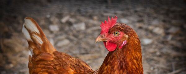 Une poule - Sputnik Afrique