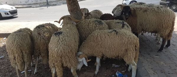 Une dizaine de moutons mis en vente dans le quartier algérois de Aïn Naadja, à l’occasion de l’Aïd el-Kébir - Sputnik Afrique