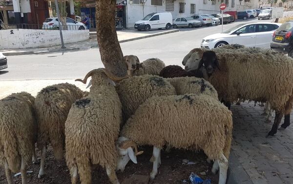 Une dizaine de moutons mis en vente dans le quartier algérois de Aïn Naadja, à l’occasion de l’Aïd el-Kébir - Sputnik Afrique