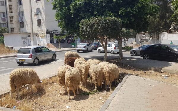 Une dizaine de moutons mis en vente dans le quartier algérois de Aïn Naadja, à l’occasion de l’Aïd el-Kébir - Sputnik Afrique