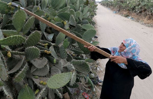 Palestinienne сueillant des opuntias pendant la saison de la récolte. - Sputnik Afrique