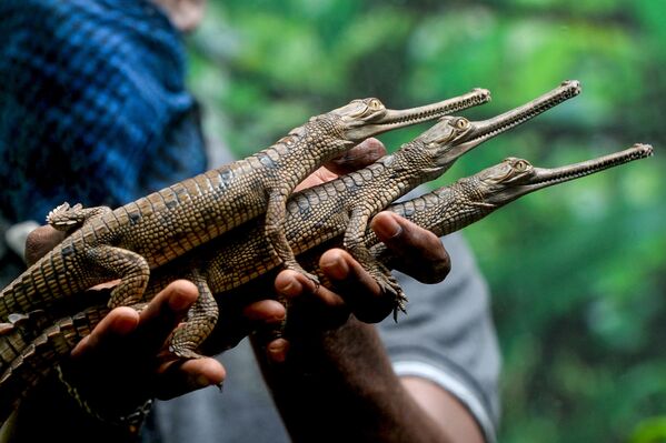 Petits crocodiles, pensionnaires d’un parc spécialisé de la ville indienne de Chennai. - Sputnik Afrique