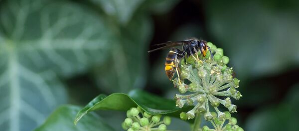 Un frelon asiatique - Sputnik Afrique