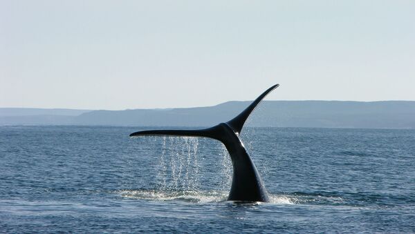 Une queue de baleine  - Sputnik Afrique