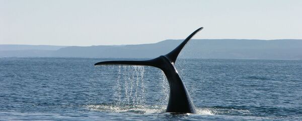 Une queue de baleine  - Sputnik Afrique