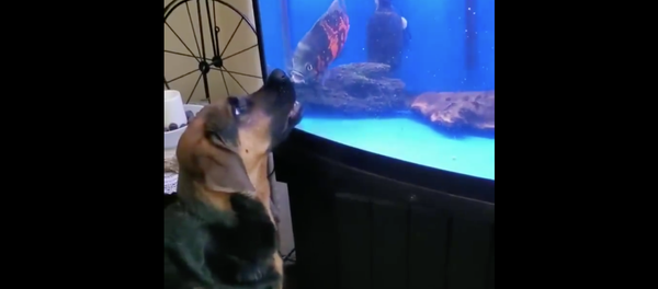 Dog VS fish - Sputnik Afrique