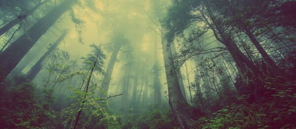 Un fôret - Sputnik Afrique