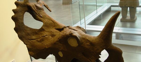 Le crâne d'un centrosaurus  - Sputnik Afrique