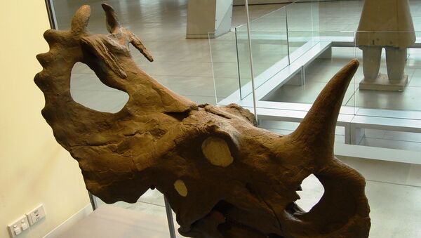 Le crâne d'un centrosaurus  - Sputnik Afrique