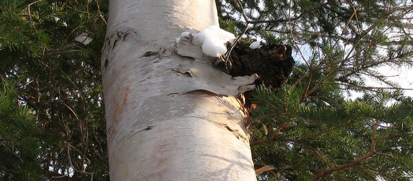 Le chaga (image d'illustration) - Sputnik Afrique