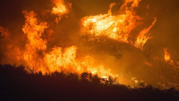 Incendie de forêt. Image d'illustration - Sputnik Afrique