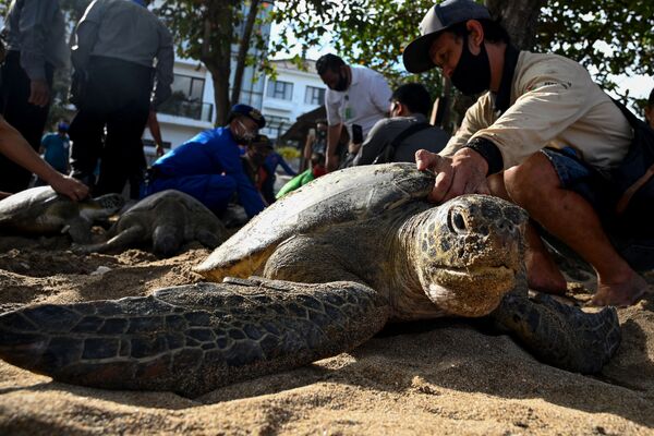 Sur une plage de Bali, des défenseurs de la nature s'apprêtent à relâcher des tortues de mer vertes confisquées à des contrebandiers. - Sputnik Afrique