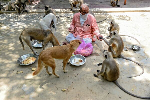 Un gardien du temple Bhekhaddhari Goga Maharaj nourrit des animaux errants, Admedabad, Inde. - Sputnik Afrique