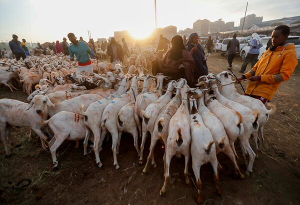 Musulmans achetant des chèvres à l’occasion de l'Aïd al-Adha, Nairobi. - Sputnik Afrique
