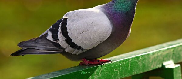 Un pigeon - Sputnik Afrique