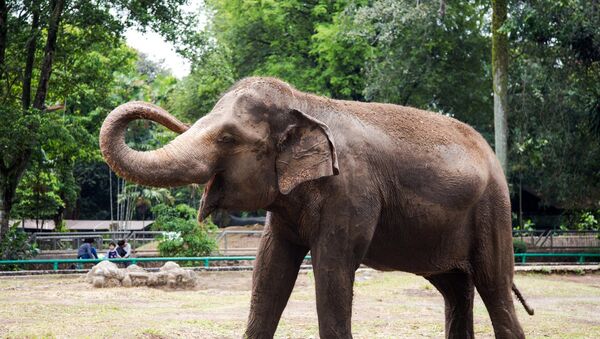 L'union fait la force: inapte à escalader la rive glissante, un éléphanteau est aidé par ses congénères  - Sputnik Afrique