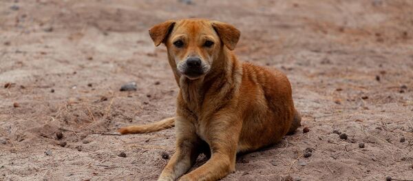 Un chien errant (image d'illustration) - Sputnik Afrique