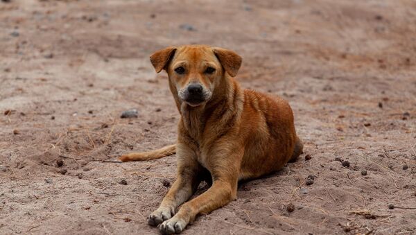Un chien errant (image d'illustration) - Sputnik Afrique