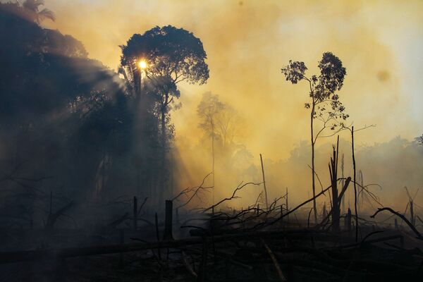 La forêt amazonienne en proie aux flammes

 - Sputnik Afrique