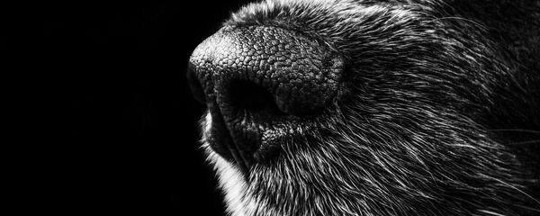 Un chien - Sputnik Afrique