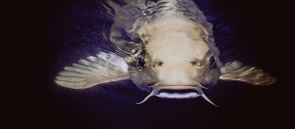 un silure (image d'illustration)  - Sputnik Afrique