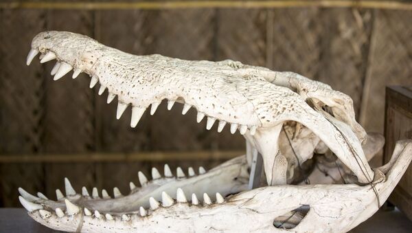 Crâne d'un alligator - Sputnik Afrique