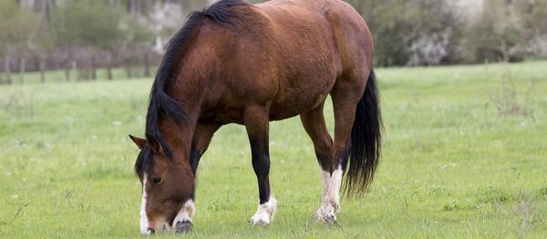 Un cheval - Sputnik Afrique