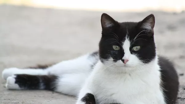 Un chat - Sputnik Afrique