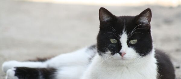 Un chat - Sputnik Afrique