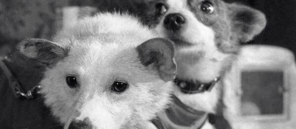 Belka et Strelka, les deux chiennes parties à la conquête de l’espace

 - Sputnik Afrique
