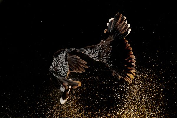 Les lauréats du concours Bird Photographer of the Year 2020

 - Sputnik Afrique