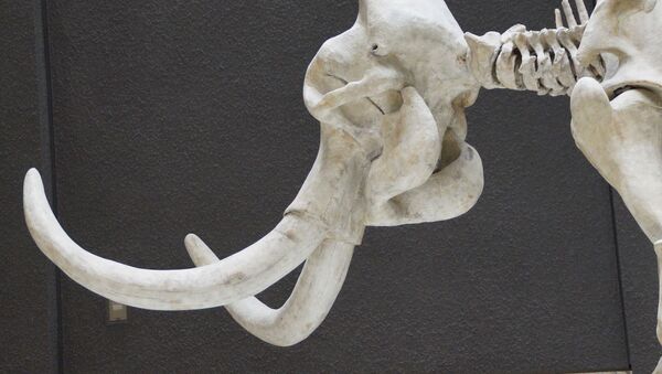 Restes d'un mammouth, image d'illustration  - Sputnik Afrique