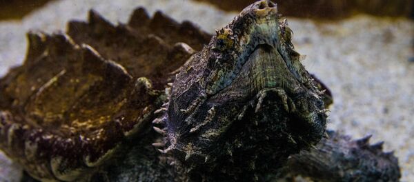 tortue alligator - Sputnik Afrique