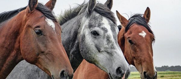 Des chevaux - Sputnik Afrique