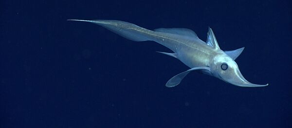 chimère à long nez  - Sputnik Afrique