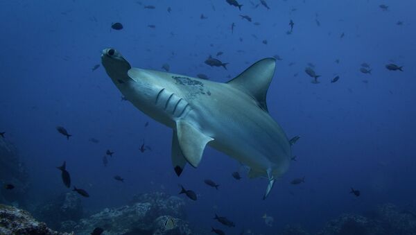 Un requin-marteau - Sputnik Afrique