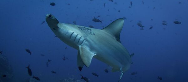 Un requin-marteau Un requin-marteau - Sputnik Afrique