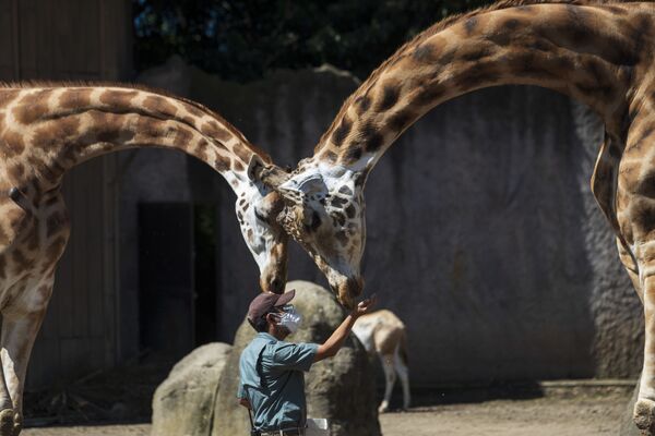 Un employé d’un zoo nourrit des girafes, Guatemala. - Sputnik Afrique