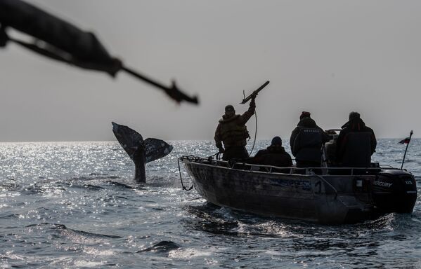 Chasse à la baleine dans le détroit de Béring.  - Sputnik Afrique