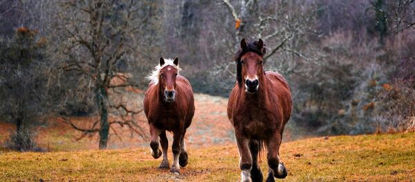 Des chevaux - Sputnik Afrique