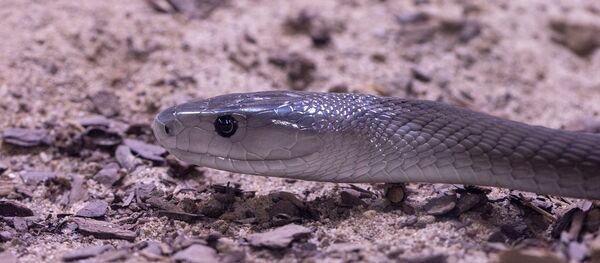 Un mamba noir Un mamba noir - Sputnik Afrique