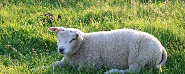  Un mouton de race Texel - Sputnik Afrique