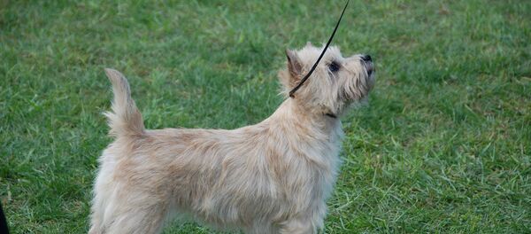 Un cairn terrier - Sputnik Afrique