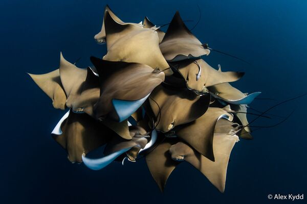 A Fever of Cownose Rays du photographe Alex Kydd, lauréat dans la catégorie Animal Behaviour. - Sputnik Afrique