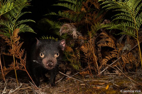 Tasmanian Devil de la photographe Jasmine Vink, lauréate dans la catégorie Threatened Species. - Sputnik Afrique