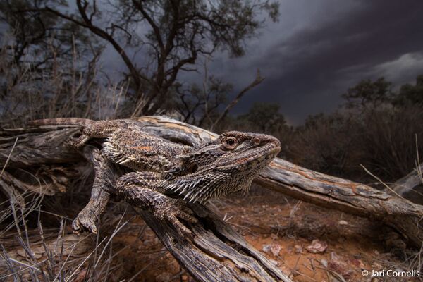 Storm Dragon du photographe Jari Cornelis, lauréat dans la catégorie Animal Habitat. - Sputnik Afrique