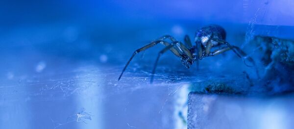 Steatoda nobilis (appelée fausse Veuve noire) - Sputnik Afrique