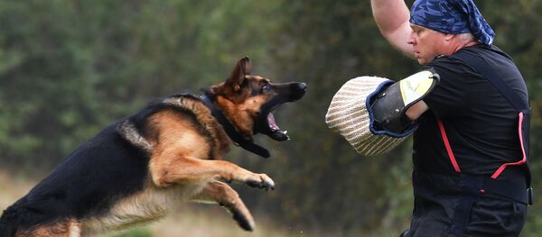 Armée 2020 : les épreuves du concours «Ami Fidèle» réservé aux chiens

 - Sputnik Afrique