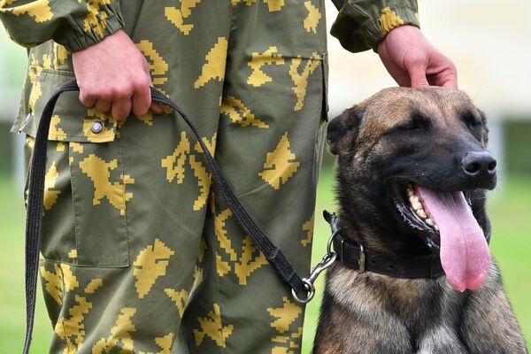 Armée 2020 : les épreuves du concours «Ami Fidèle» réservé aux chiens

 - Sputnik Afrique