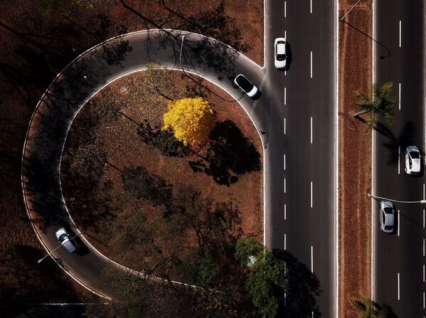 Comme des nuages jaunes: la floraison des ipés au Brésil - Sputnik Afrique